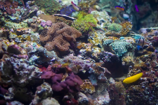 Mehrfarbiger Korallenhintergrund