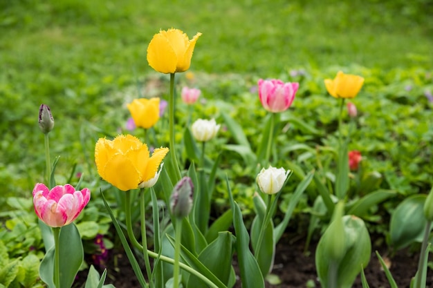 Mehrfarbiges Blumenbeet aus gelb-rot-rosa blühenden Tulpen auf dem Blumenfarmfeld im Frühlingsfeld von