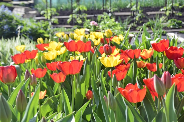 Mehrfarbiges Blumenbeet aus gelb-weiß-rot blühenden Tulpen auf dem Blumenfeld im Frühling