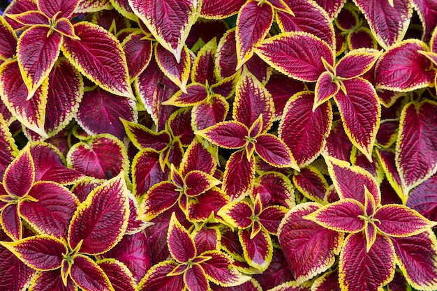 Mehrfarbiges Laub der Pflanze Coleus - bunte burgundergelbe Blätter in Nahaufnahme