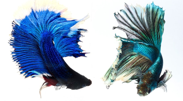 Meia lua betta peixe, peixe-lutador-siamês, captura em movimento de peixe, Betta splendens