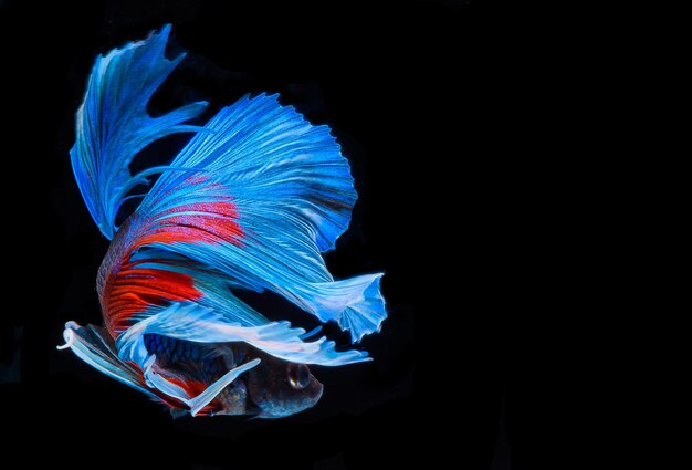 Meia lua betta peixe, peixe-lutador-siamês, captura em movimento de peixe, betta splendens