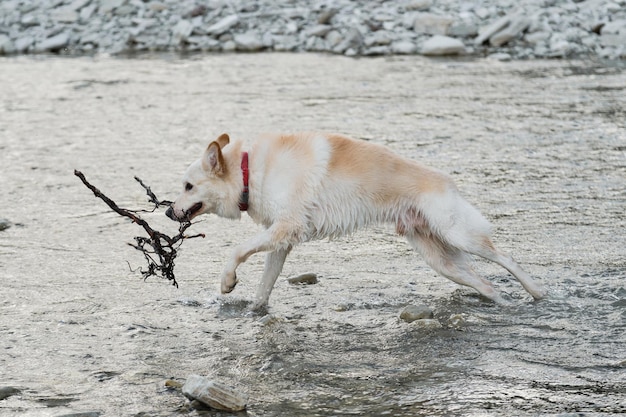 Meia raça de husky siberiano e pastor suíço branco Passa um tempo com o cachorro à beira da água