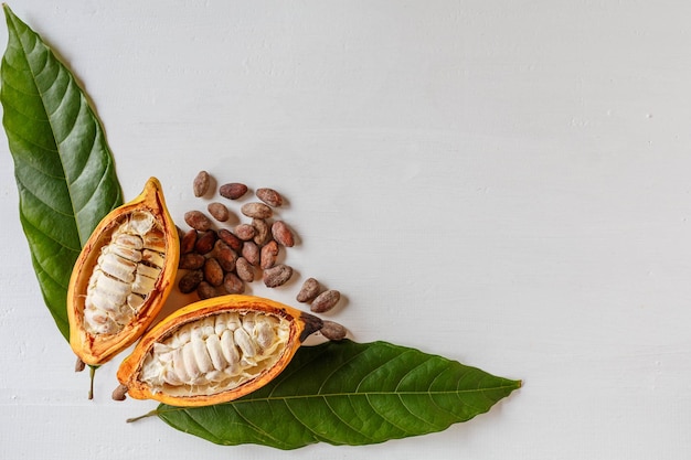 Meias vagens de cacau e frutas de cacau com grãos de cacau marrons