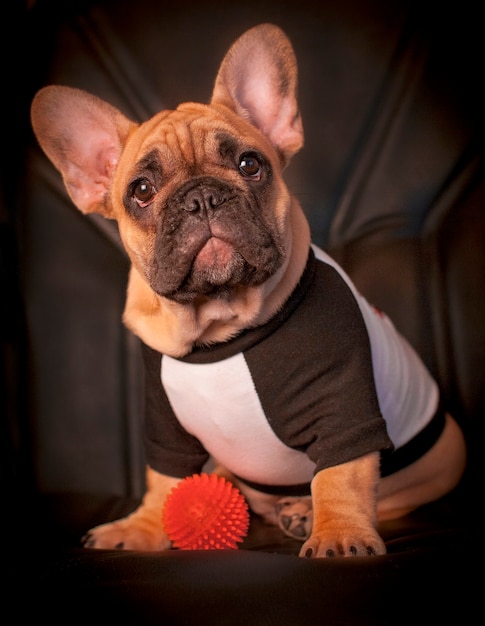 Mein Freund ist eine französische Bulldogge namens Dado