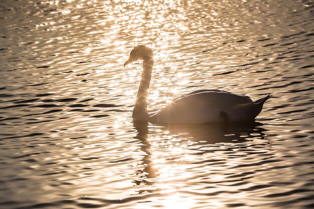 Foto mein lieber schwan