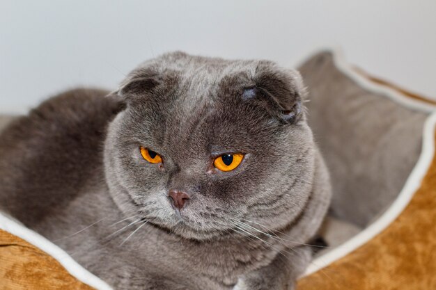 Mein liebevolles und entzückendes Haustier. Eine Katze Scottish Fold nannte Pelusi graue und orangefarbene Augen.