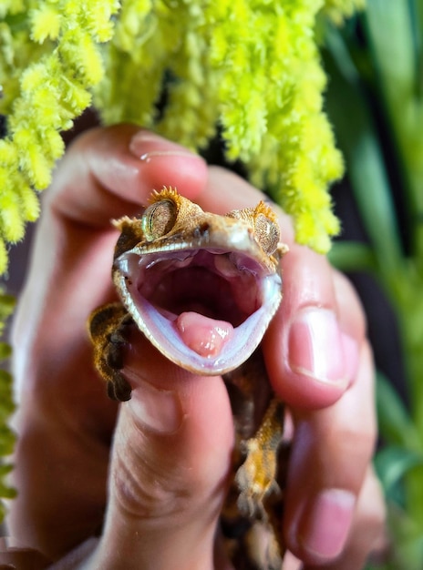 Foto mein wunderschöner haubengecko s