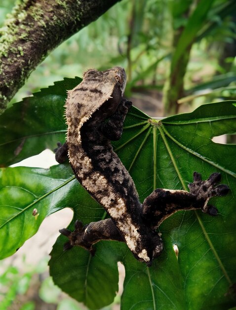 Mein wunderschöner Haubengecko