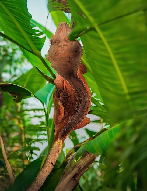 Mein wunderschöner Haubengecko