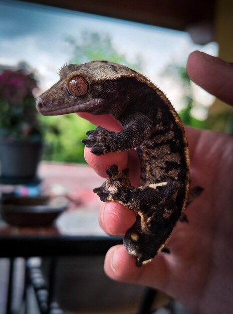 Mein wunderschöner Haubengecko