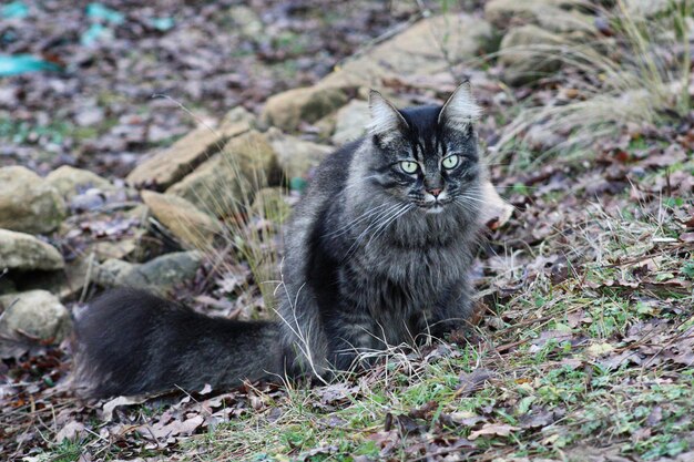 Foto meine katze in meinem garten