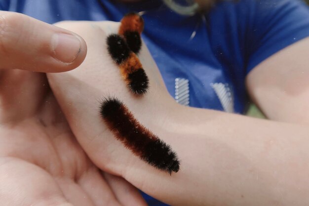 Foto meine tochter hält drei flauschige raupen