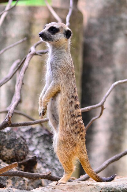 Foto meir-katzen auf dem felsen