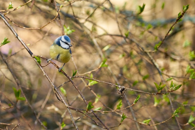 Meise auf einem Ast im Wald mit verschwommenem Hintergrund