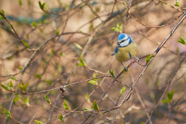 Meise auf einem Ast im Wald mit verschwommenem Hintergrund