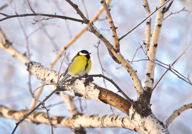 Meise auf einem Birkenzweig im Winter. Ein kleiner gelber Vogel zwischen den weißen Zweigen