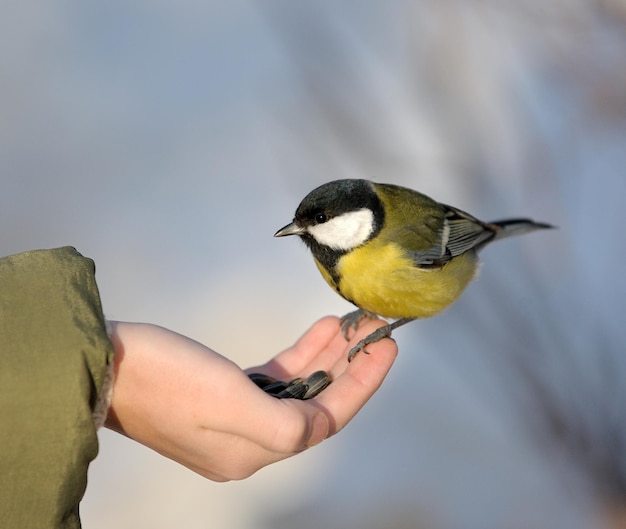 Meise auf einer Hand