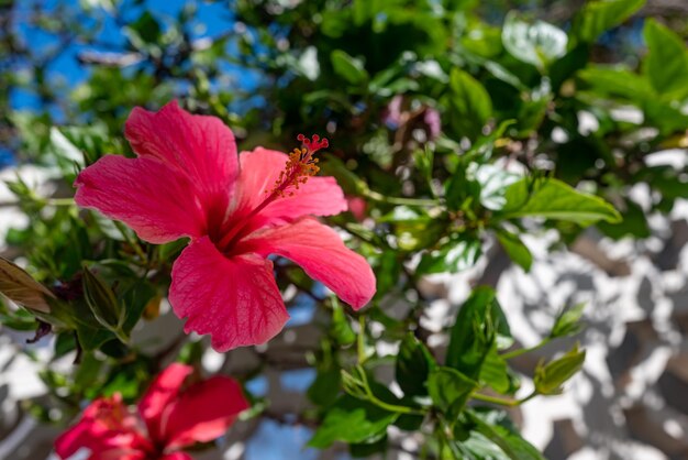 Meist verschwommene Nahaufnahme eines hawaiianischen Hibiskus. Blütenblätter in Neon-Barbie-Rosa mit selektivem Fokus. Grüne Blätter und blauer Himmelshintergrund