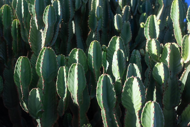 Meist verschwommene Nahaufnahme von Stämmen der kanarischen Wolfsmilch. Stachelige, saftige Euphorbia canariensis. Fleischige, kaktusartige Stämme von viereckiger oder fünfeckiger Form. Endemisch auf den Kanarischen Inseln