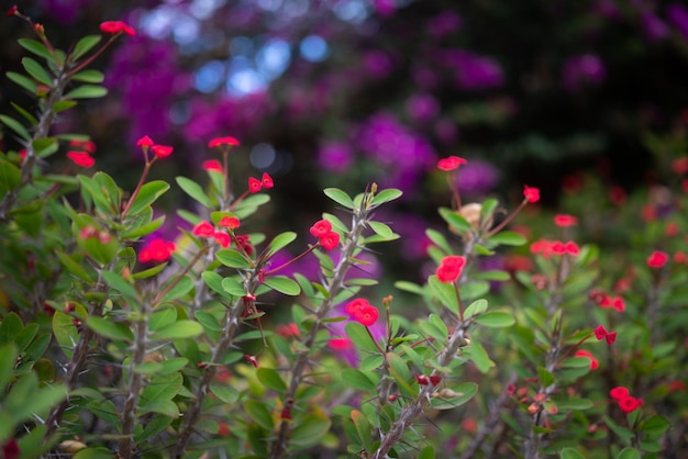 Meist verschwommene rote Blüten der Dornenkrone oder Christuspflanze auf violettem Bougainvillea-Hintergrund Sommerliche Naturtapete Bunte tropische Blumen auf Teneriffa, Kanarische Inseln, Spanien