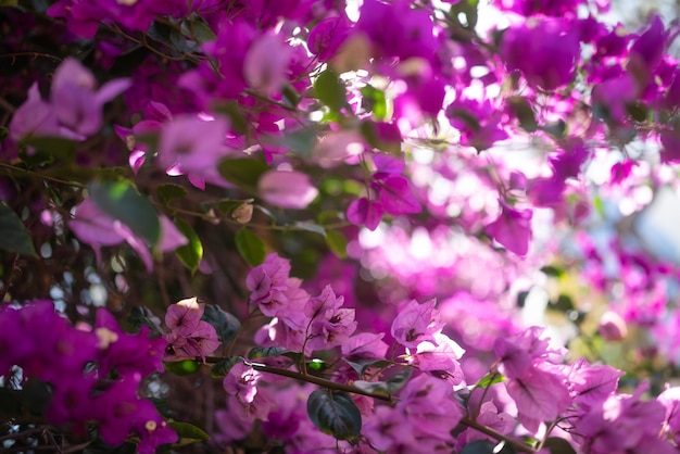 Meist verschwommener Hintergrund mit rosa und violetten Bougainvillea-Blüten. Hintergrund der Sommernatur. Nahaufnahme exotischer Blumen. Subtropische Flora von Teneriffa. Kanarische Inseln. Spanien. Fuchsia-Blumenfoto