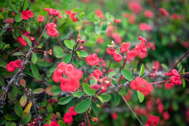 Meist verschwommener roter Blütenhintergrund einer Dornenkrone oder Christuspflanze, die von einer Biene bestäubt wird. Ein stacheliges Euphorbia milii Des Moul-Foto