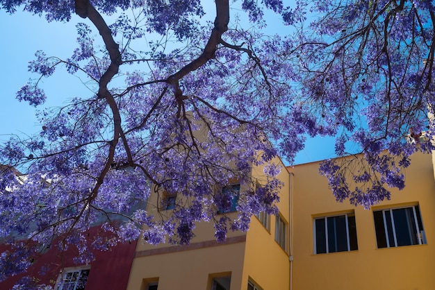 Meist verschwommener violetter Baum auf blauem Himmel und gelbem Gebäudehintergrund. Exotische violette oder violette Blüten des blauen Jacarandabaums. Blühender Baum ohne Blätter, nur Blüten auf Zweigen. Sommerliche Naturtapete