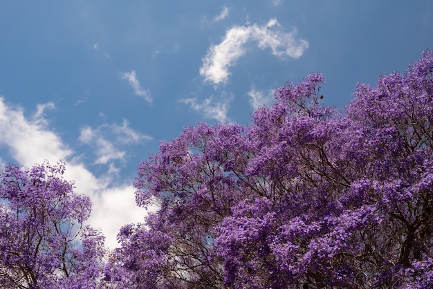 Meist verschwommener violetter Baum auf blauem Himmelshintergrund. Exotische violette oder violette Blüten aus blauem Jacaranda oder schwarzem Poui. Blühender Baum ohne Blätter, nur Blüten auf Zweigen. Sommerliche Naturtapete