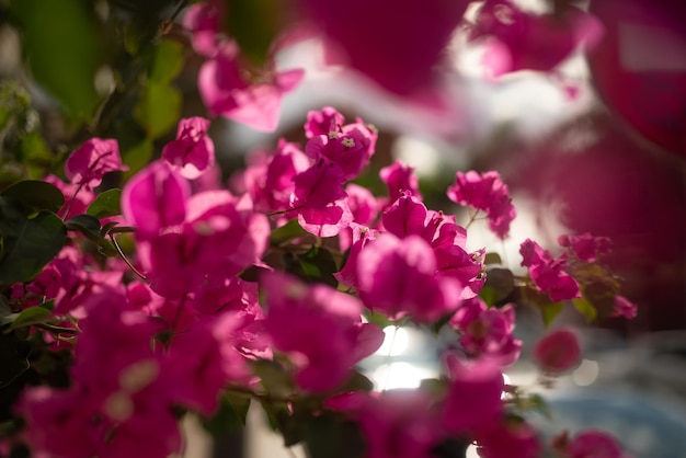 Meistens verschwommen und sonnendurchflutet von hinten rosafarbene Bougainvillea-Blüten in Nahaufnahme. Warmes Sonnenlicht, das durch die Blütenblätter geht