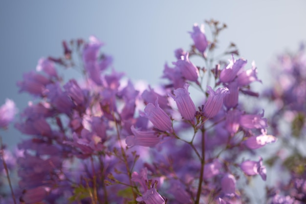 Meistens verschwommener violetter Blumenhintergrund mit blauem Himmel als Kopierraum. Exotische violette oder violette Blüten aus blauem Jacaranda. Blühender Baum ohne Blätter, nur Blüten auf Zweigen. Sommerliche Naturtapete