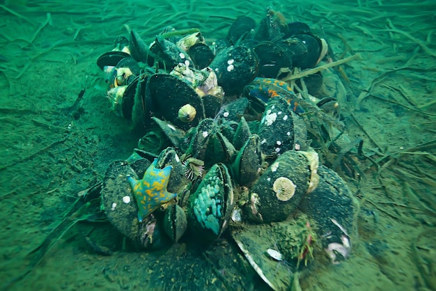 Foto mejillones en el fondo del mar foto submarina