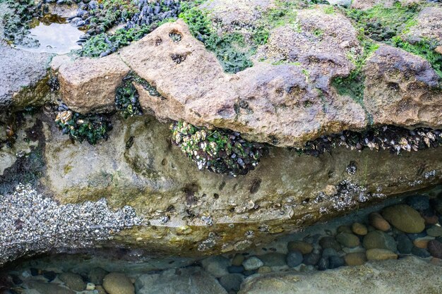 Mejillones en las rocas de la costa del océano