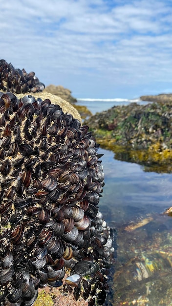 Mejillones vivos en las rocas de la costa de Galicia en España. Mejillones de La Coruña en Galicia