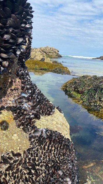 Mejillones vivos en las rocas de la costa de Galicia en España. Mejillones de La Coruña en Galicia