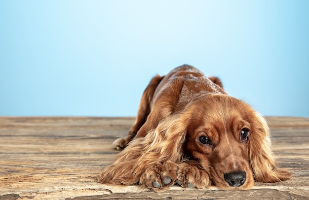 Mejor amiga. Perro joven cocker spaniel inglés está planteando. Lindo perrito o mascota marrón juguetón está acostado sobre un piso de madera aislado en la pared azul. Concepto de movimiento, acción, movimiento, amor de mascotas.