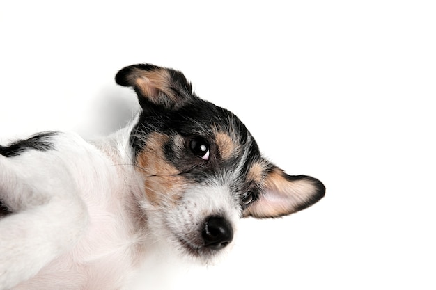 Mejor amigo. El perrito de Jack Russell Terrier está planteando. Lindo perrito juguetón o mascota jugando sobre fondo blanco de estudio. Concepto de movimiento, acción, movimiento, amor de mascotas. Parece feliz, encantado, divertido.