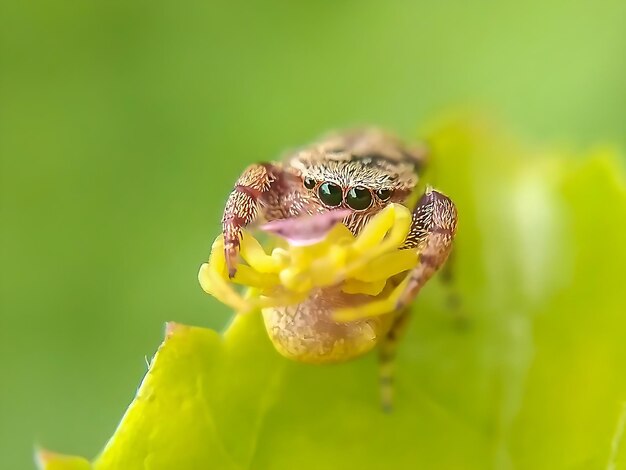 Foto mejor fotografía macro de araña saltadora