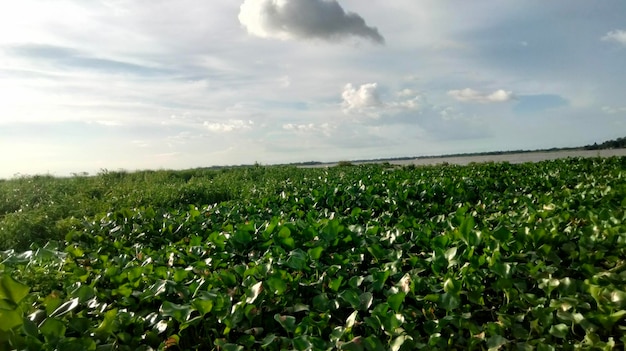 La mejor imagen hermosa imagen verde