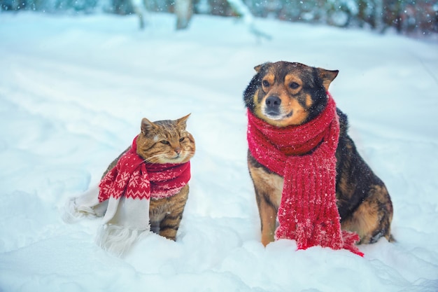 Los mejores amigos divertidos de perros y gatos con bufanda de punto sentados juntos al aire libre en la nieve en invierno