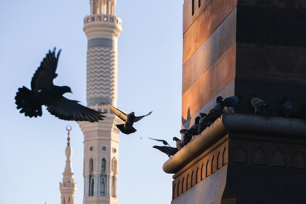 MEKKA SAUDI ARABIEN 8. MÄRZ 2023 EINE Taube fliegt in Mekka in der Nähe der Al Masjid Al Haram Moschee Mekka