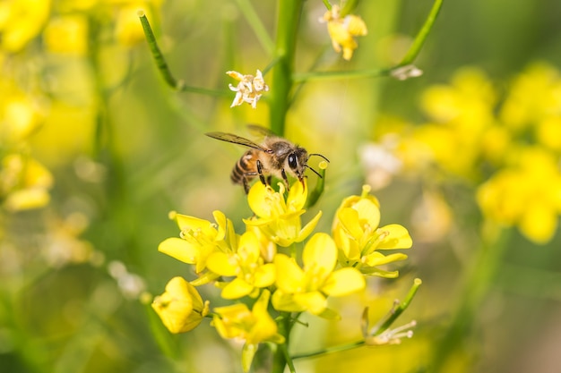 Mel abelha coletando pólen na flor de canola