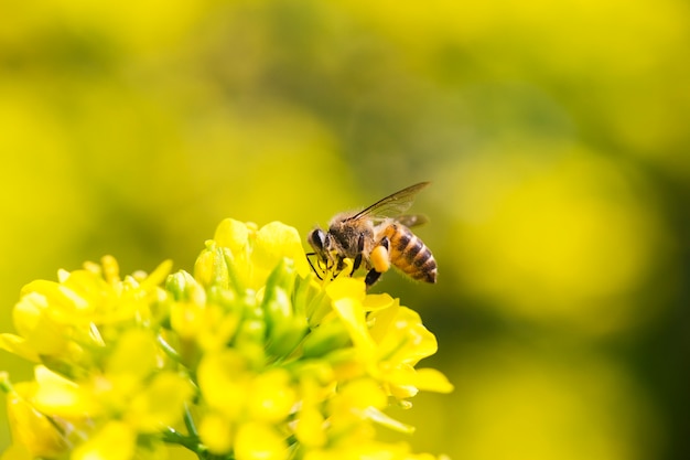 Mel abelha coletando pólen na flor de canola