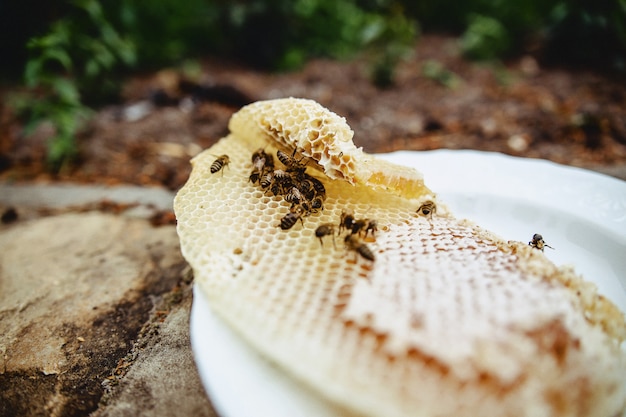 Mel, abelhas e cera em uma placa