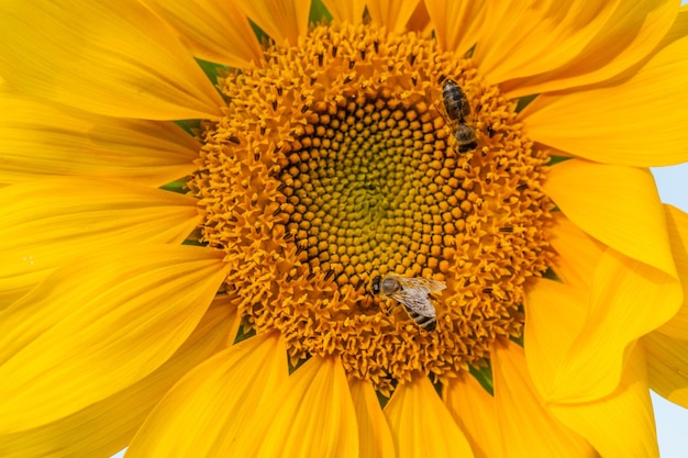 Mel de abelhas em cima de uma flor amarela do sol.