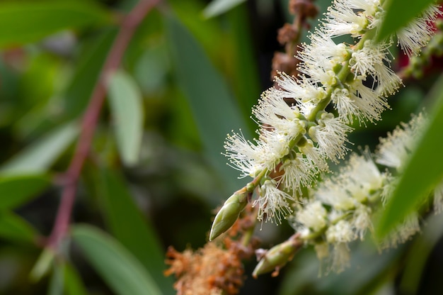 Melaleuca Cajuputi Blumen, im flachen Fokus, mit unscharfem Hintergrund