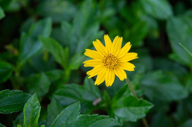 Melampodium divaricatum little yellow star