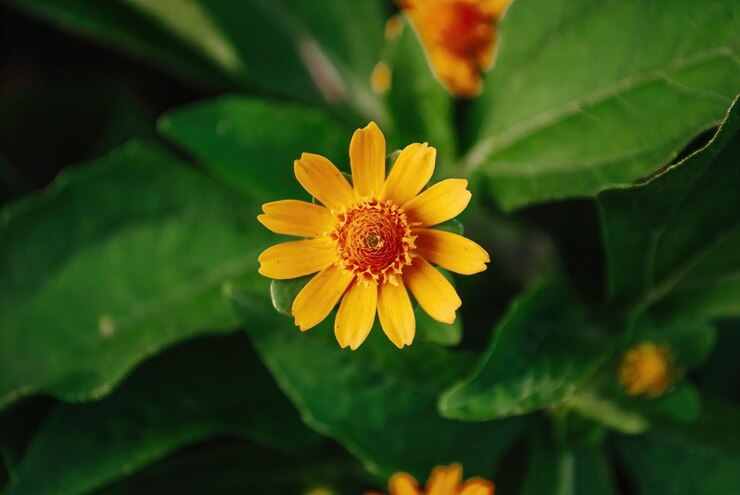 Melampodium paludosum o flor de medallón de oro o margarita estrella 39Showstar39