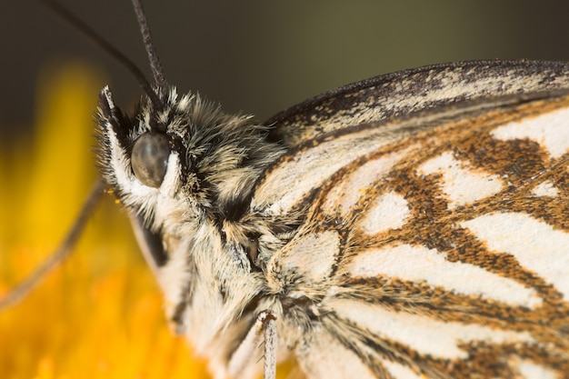 Melanargia-Schmetterling