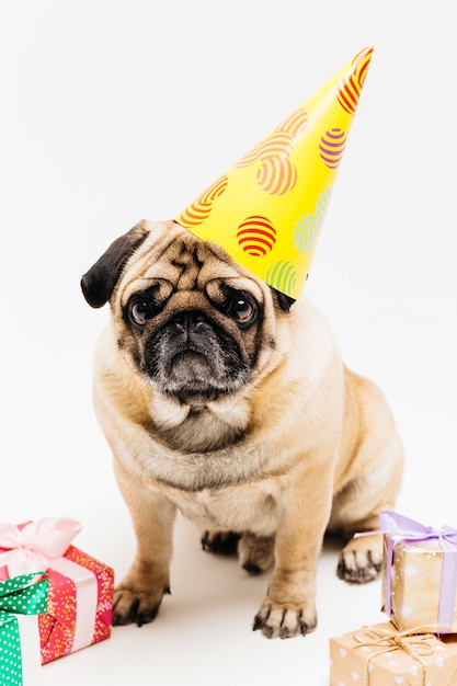 Melancholic lindo pug en sombrero de fiesta rodeado de regalos